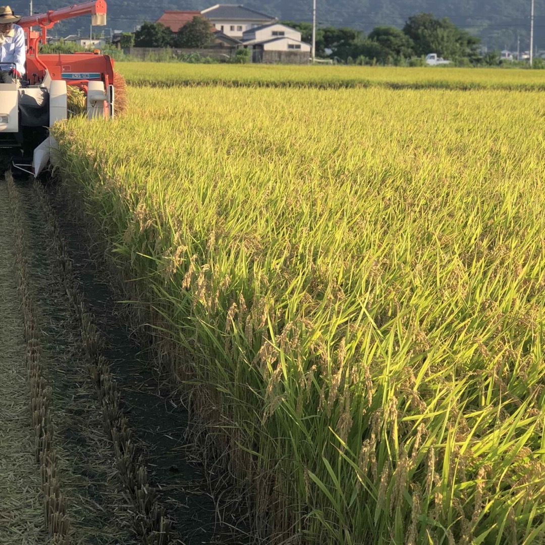 低農薬　令和4年産あきさかり　玄米10キロ 食品/飲料/酒の食品(米/穀物)の商品写真