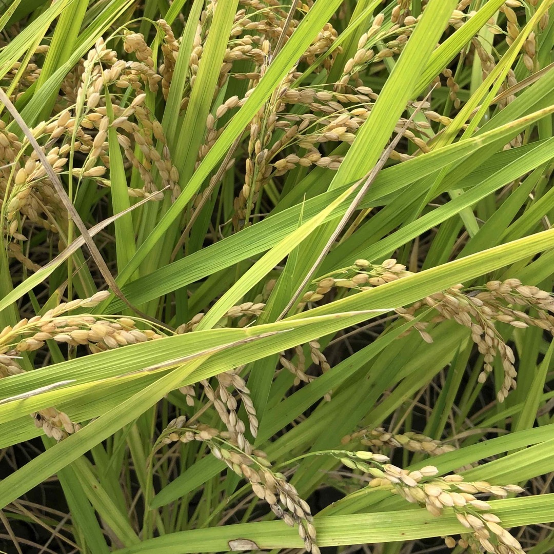 低農薬　令和4年産あきさかり　玄米10キロ 食品/飲料/酒の食品(米/穀物)の商品写真