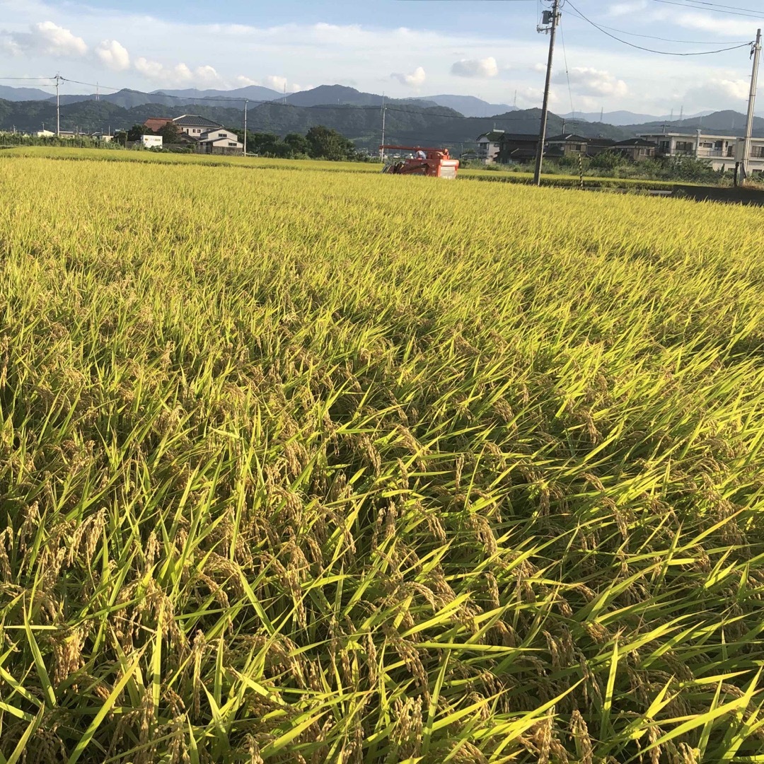 低農薬　令和4年産あきさかり　玄米10キロ 食品/飲料/酒の食品(米/穀物)の商品写真