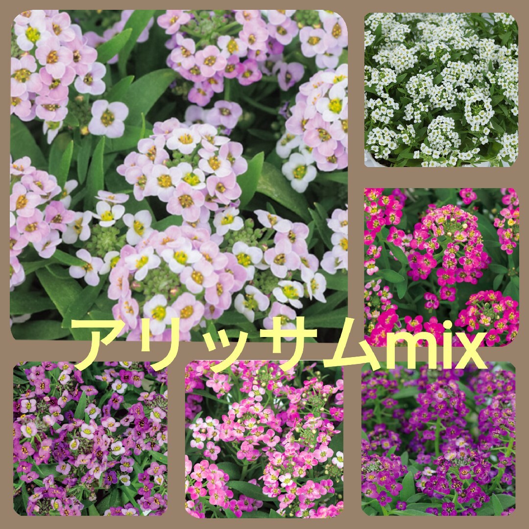 育て方付き❀寄せ植えにも♪花色5色*アリッサムワンダーランドmix*花の種 ハンドメイドのフラワー/ガーデン(その他)の商品写真