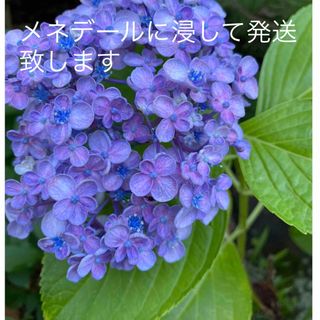 花苗　おたふくアジサイカット苗　3本　(その他)