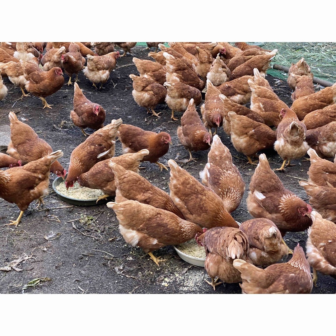 平飼いで育てたボリスブラウンの新鮮な卵