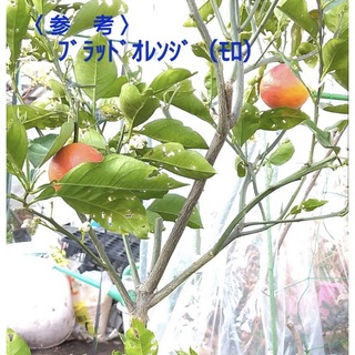 ブラッドオレンジ(モロ種)の実生2年生ポット苗・・全高 約25cm(その他)