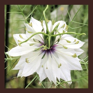 50粒　ホワイトの美しいニゲラ*ミスジキールアルバ*花の種(その他)