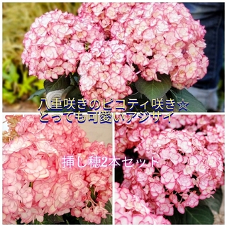 八重咲きのピコティ咲き☆とっても可愛いアジサイの挿し穂2本セット カット苗(プランター)