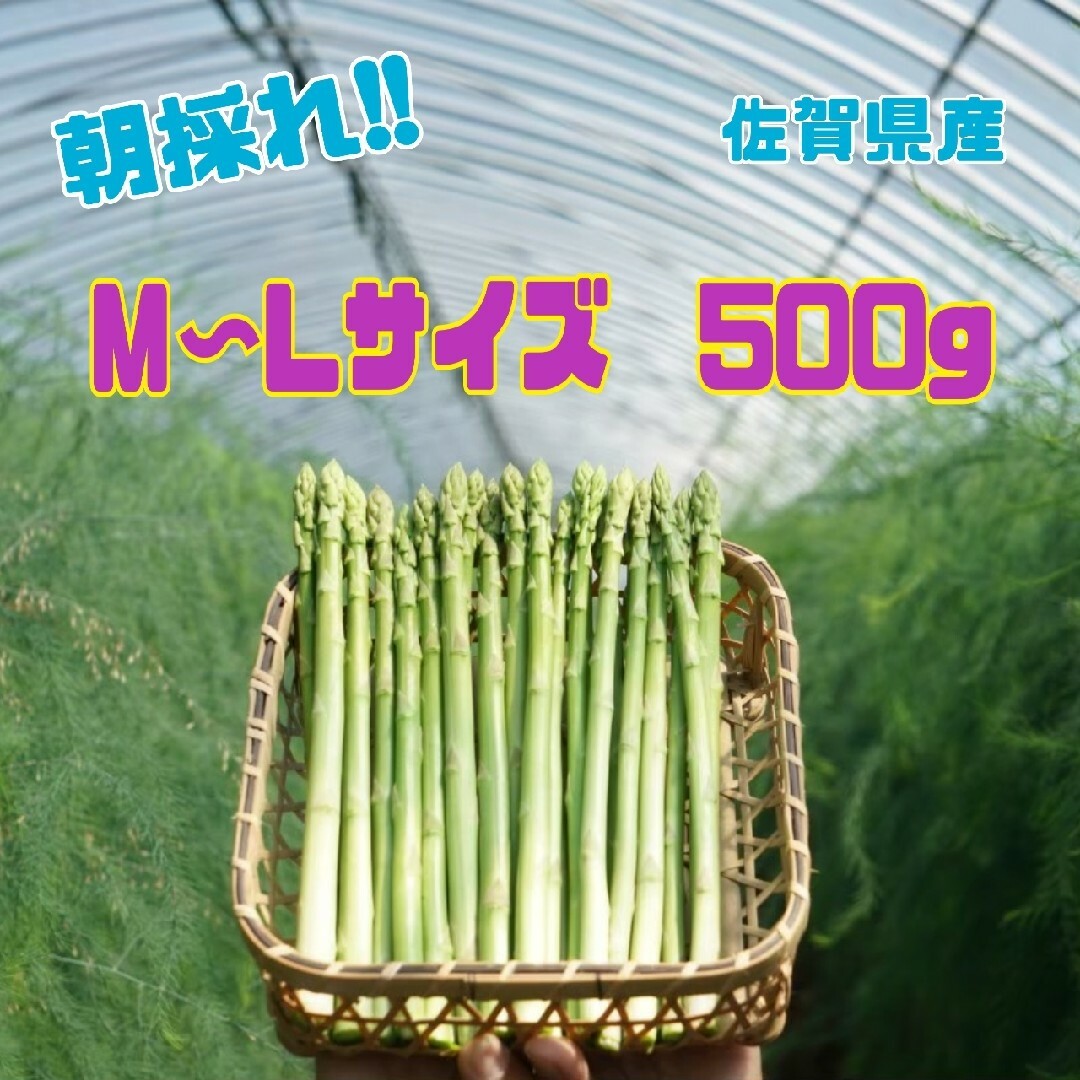 グリーンアスパラガス500g 食品/飲料/酒の食品(野菜)の商品写真