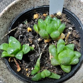 オブツーサ ハオルチアオブツーサ 多肉植物 ハオルシア 3苗まとめて(その他)