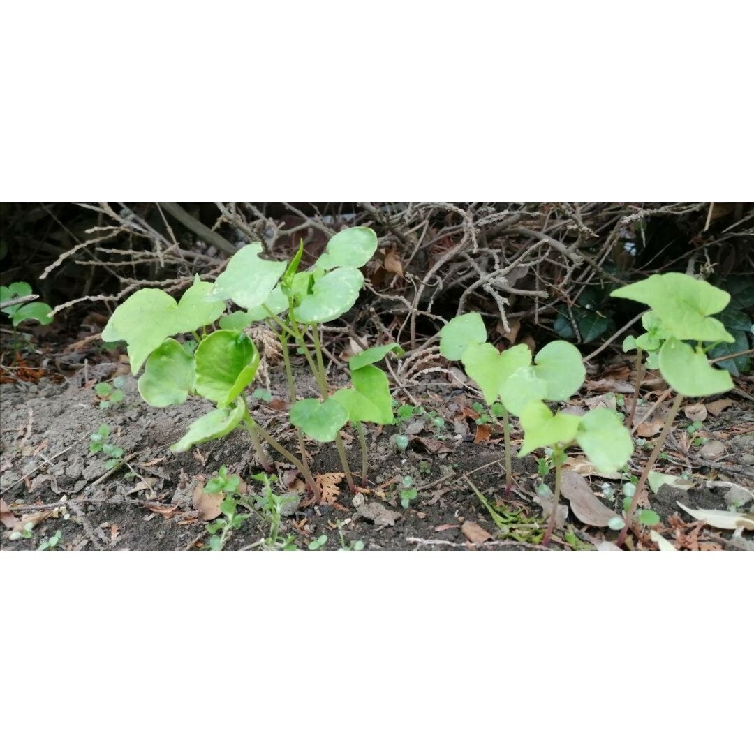 【家庭菜園にかわいいお花を】蕎麦の種　たっぷり15g　玄蕎麦　お世話いらず♫ソバ エンタメ/ホビーのエンタメ その他(その他)の商品写真