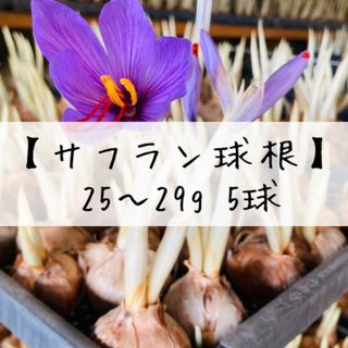 【国産サフラン球根25〜29g5球】(その他)