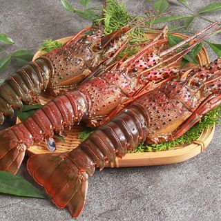 活〆伊勢エビ　700g 1尾　送料無料(魚介)