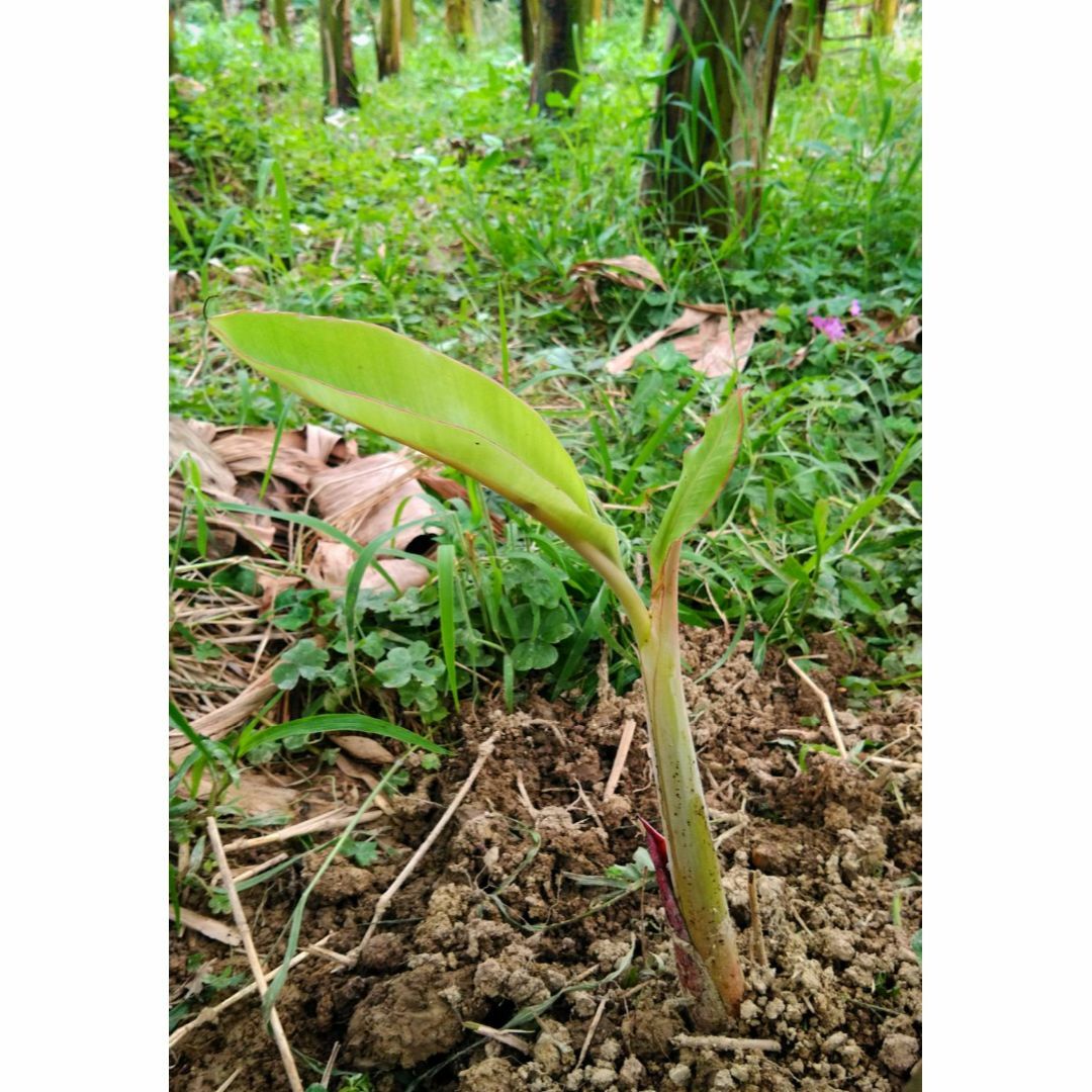 キングオブバナナをお庭でも！　沖縄最高峰！ ドワーフ ナムワバナナの株分け苗 食品/飲料/酒の食品(フルーツ)の商品写真