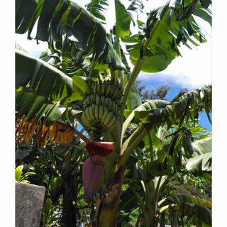 キングオブバナナをお庭でも！　沖縄最高峰！ ドワーフ ナムワバナナの株分け苗(フルーツ)