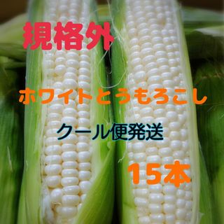 規格外 ホワイトとうもろこし(野菜)