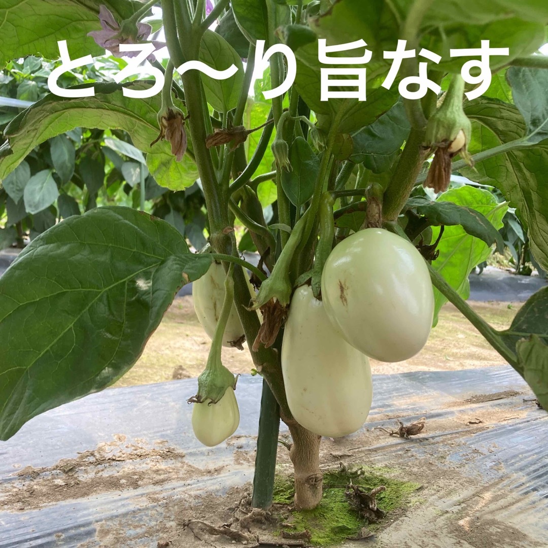 朝採り新鮮野菜発送　60サイズ 食品/飲料/酒の食品(野菜)の商品写真