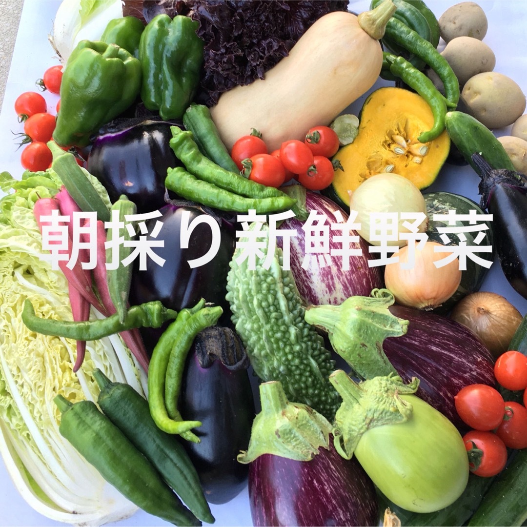 朝採り新鮮野菜発送　60サイズ 食品/飲料/酒の食品(野菜)の商品写真