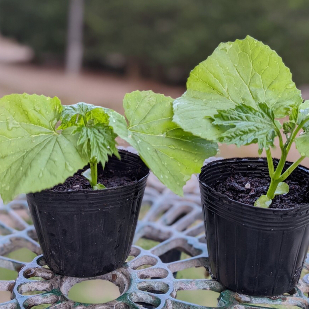 ゴーヤ苗　ニガウリ　苦瓜　野菜苗　2苗セット　(現在は写真より大苗です) ハンドメイドのフラワー/ガーデン(プランター)の商品写真