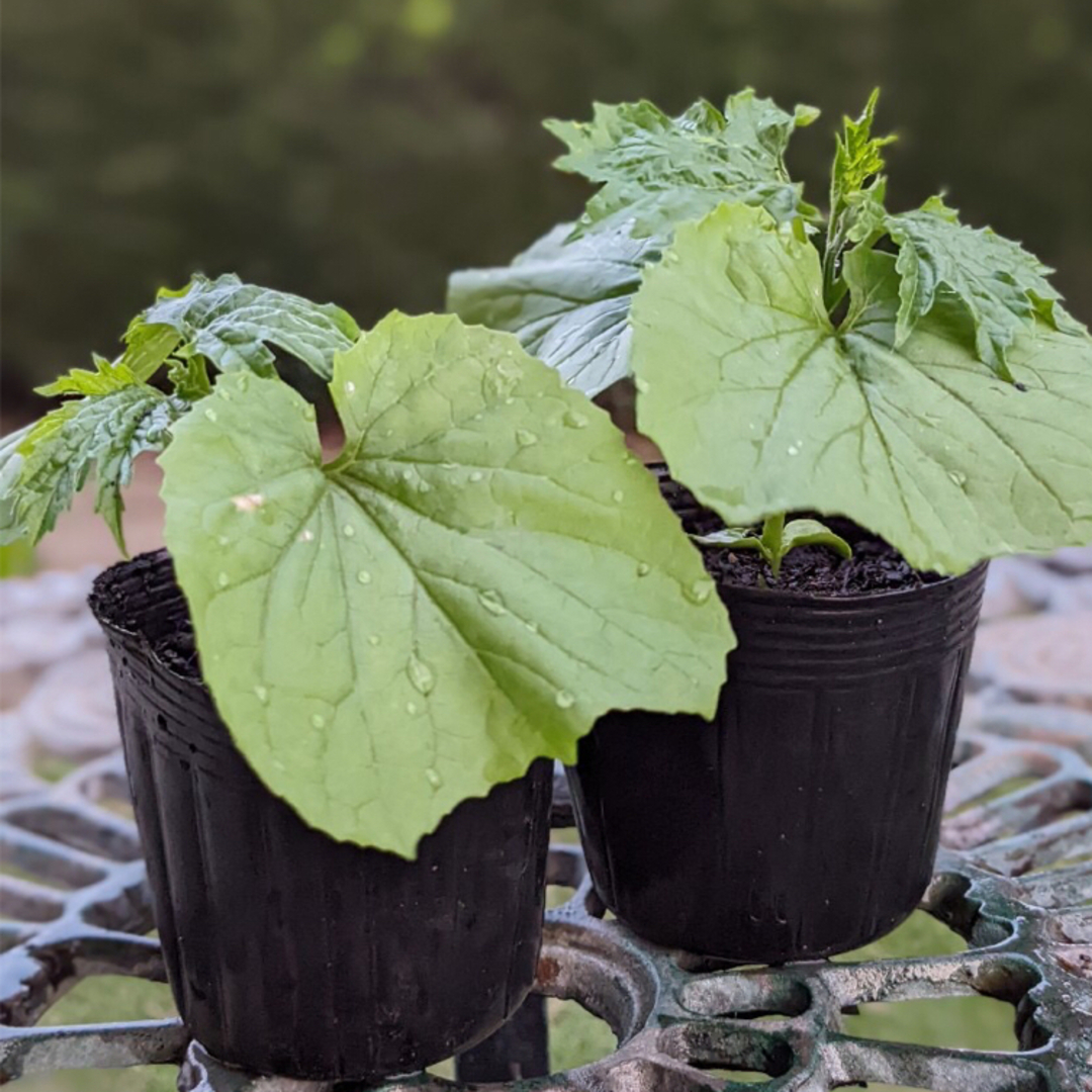 ゴーヤ苗　ニガウリ　苦瓜　野菜苗　2苗セット　(現在は写真より大苗です) ハンドメイドのフラワー/ガーデン(プランター)の商品写真