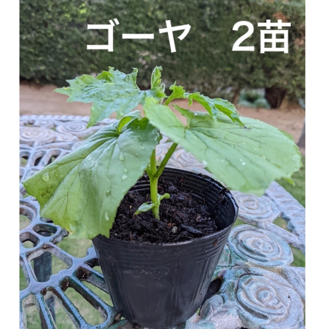 ゴーヤ苗　ニガウリ　苦瓜　野菜苗　2苗セット　(現在は写真より大苗です) ハンドメイドのフラワー/ガーデン(プランター)の商品写真