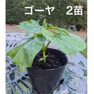 ゴーヤ苗　ニガウリ　苦瓜　野菜苗　2苗セット　(現在は写真より大苗です)(プランター)