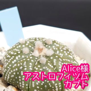 Alice様 アストロフィツム カブト(その他)