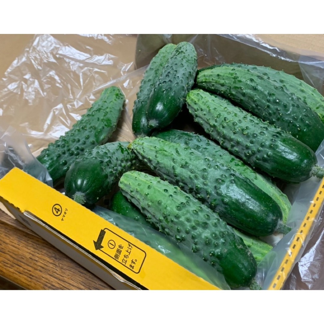 信州伝統野菜　八町きゅうり /コンパクト発送　ブルーム古代キュウリ 食品/飲料/酒の食品(野菜)の商品写真