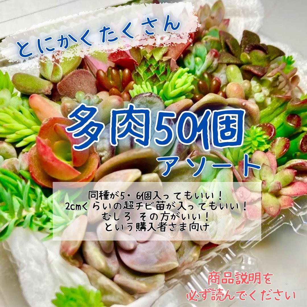 今シーズン最後のゲリラセール 多肉50個寄せ植えセット ハンドメイドのフラワー/ガーデン(プランター)の商品写真