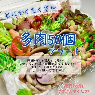 今シーズン最後のゲリラセール 多肉50個寄せ植えセット(プランター)