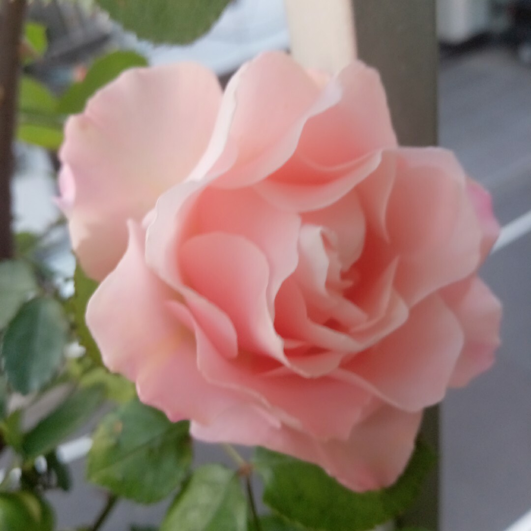 sachi様専用　バラ苗　花持ちが抜群 ハンドメイドのフラワー/ガーデン(その他)の商品写真