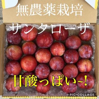 1 ラクマだけの特別価格 岡山県産 農薬不使用 甘い！ すもも1,2kg前後(フルーツ)