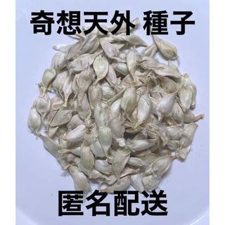 【発芽確認済】奇想天外 種子 5粒 ウェルウィッチア Welwitschia(プランター)