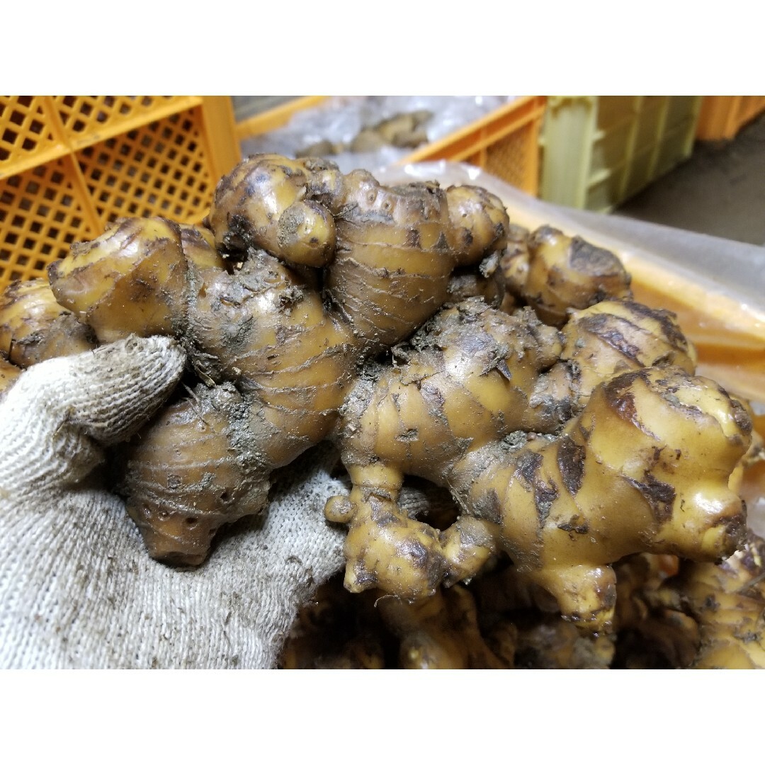 生栗　新栗約１kg　農薬不使用　静岡産