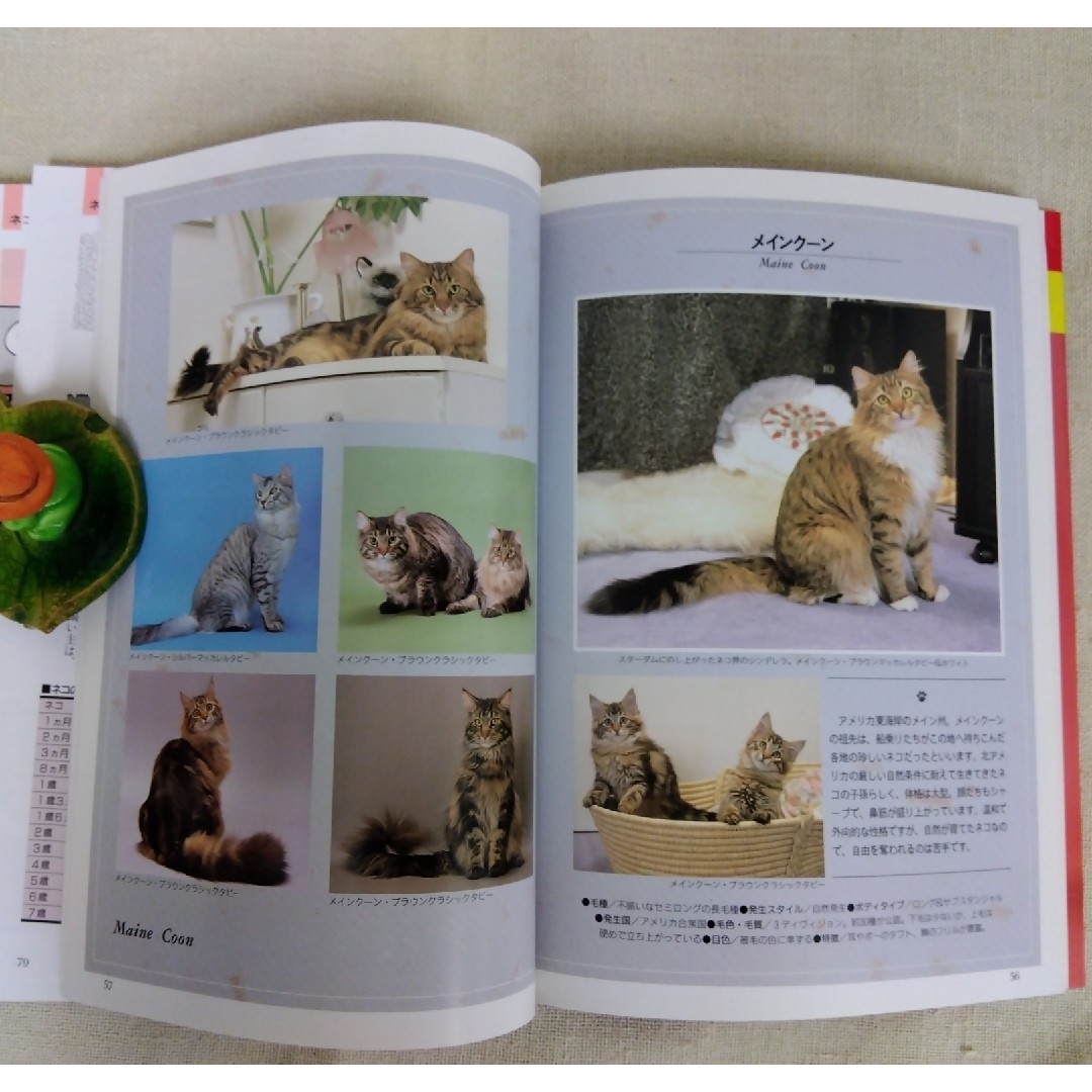 カラー図鑑　猫の飼い方 初めてネコを育てる エンタメ/ホビーの本(住まい/暮らし/子育て)の商品写真