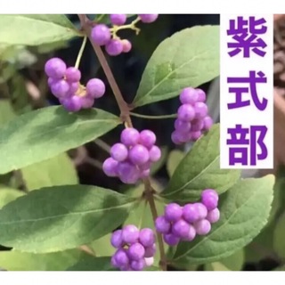 紫式部苗木　一株(その他)