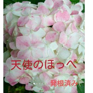 天使のほっぺ　紫陽花　アジサイ　抜き苗(プランター)