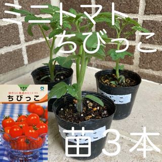 ★ ちびっこミニトマト　苗３本★ 【匿名発送ゆうパケット便】 (その他)