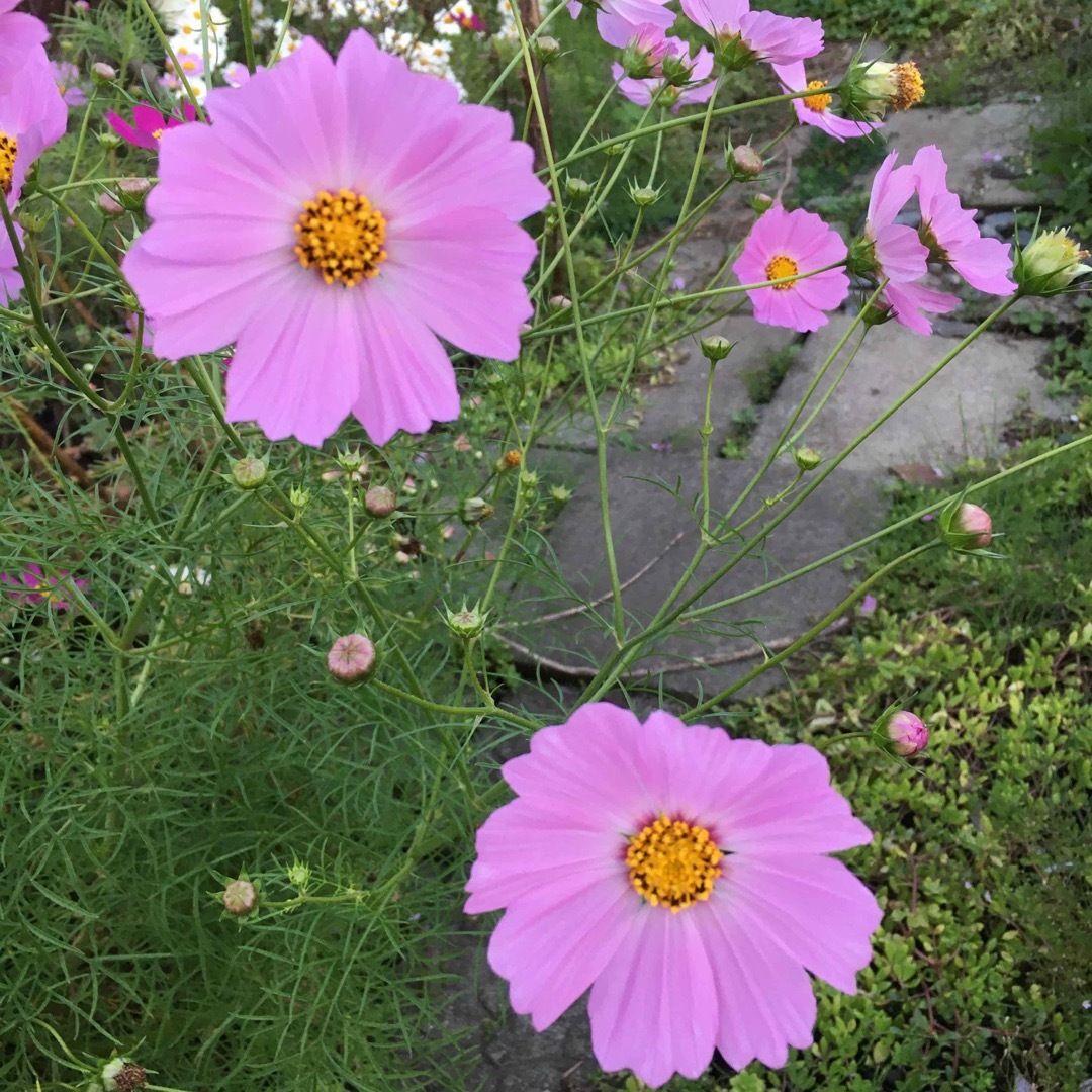 コスモス　秋桜　濃ピンク　ピンク　白　種　200粒以上 ハンドメイドのフラワー/ガーデン(プランター)の商品写真