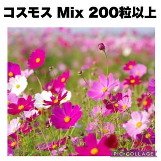 コスモス　秋桜　濃ピンク　ピンク　白　種　200粒以上(プランター)