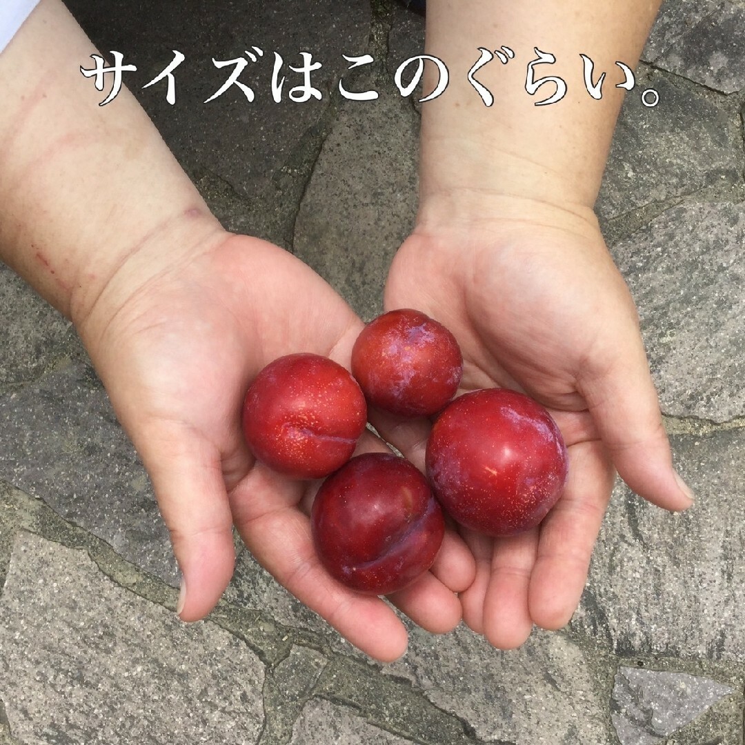 2 ラクマだけの特別価格 岡山県産 農薬不使用甘い！ すもも 1,2kg前後 食品/飲料/酒の食品(フルーツ)の商品写真