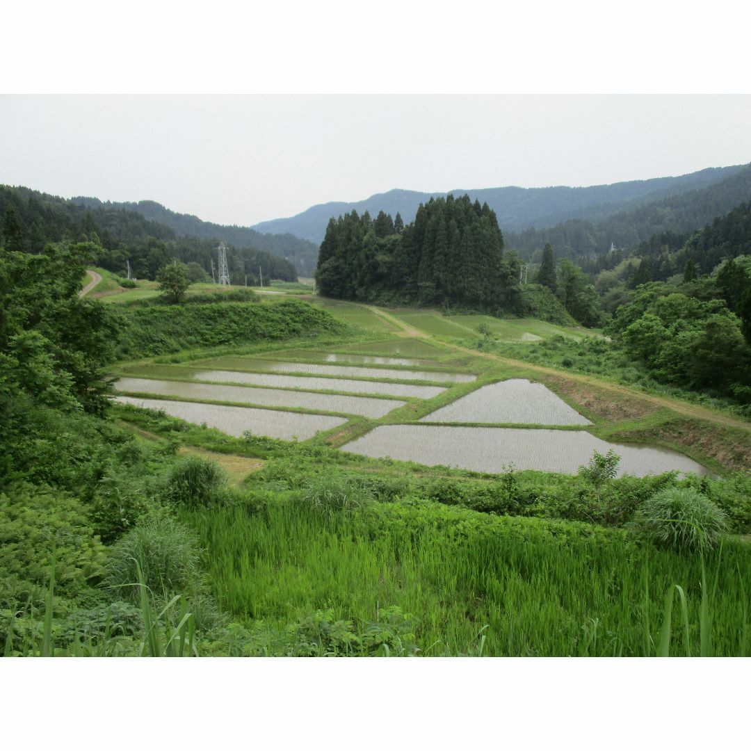 新潟県 ４年産 コシヒカリ 白米 　10ｋｇ(10ｋｇ×１袋) お米 米 1