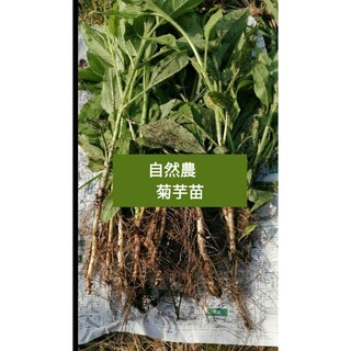 【自然農】菊芋の抜き苗　50本　ご購入後に掘り出し　植え付けるだけ　キクイモ(野菜)