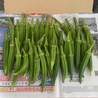 オクラ(野菜)