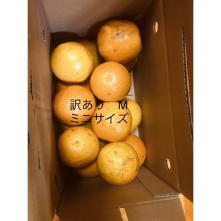 訳あり 小箱 M 2kg 国産バレンシアオレンジ/箱何でも良い方用　お試し(フルーツ)