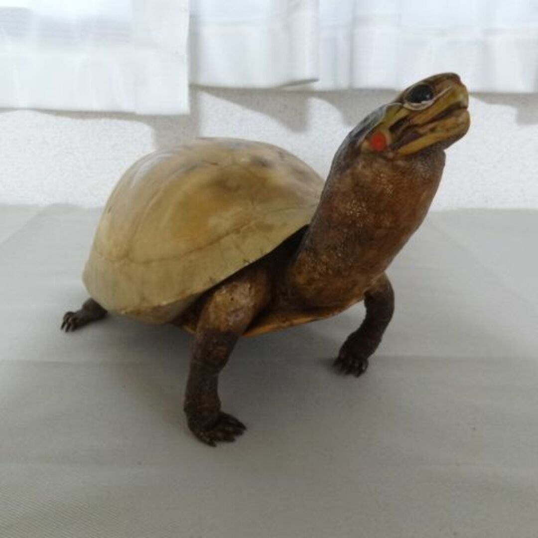○亀 カメ 剥製 標本 縁起物 置物 盆景 骨董 ビンテージ 美品 ○亀 カメ 剥製 標本 縁起物 置物 盆景 骨董 ビンテージ 美品