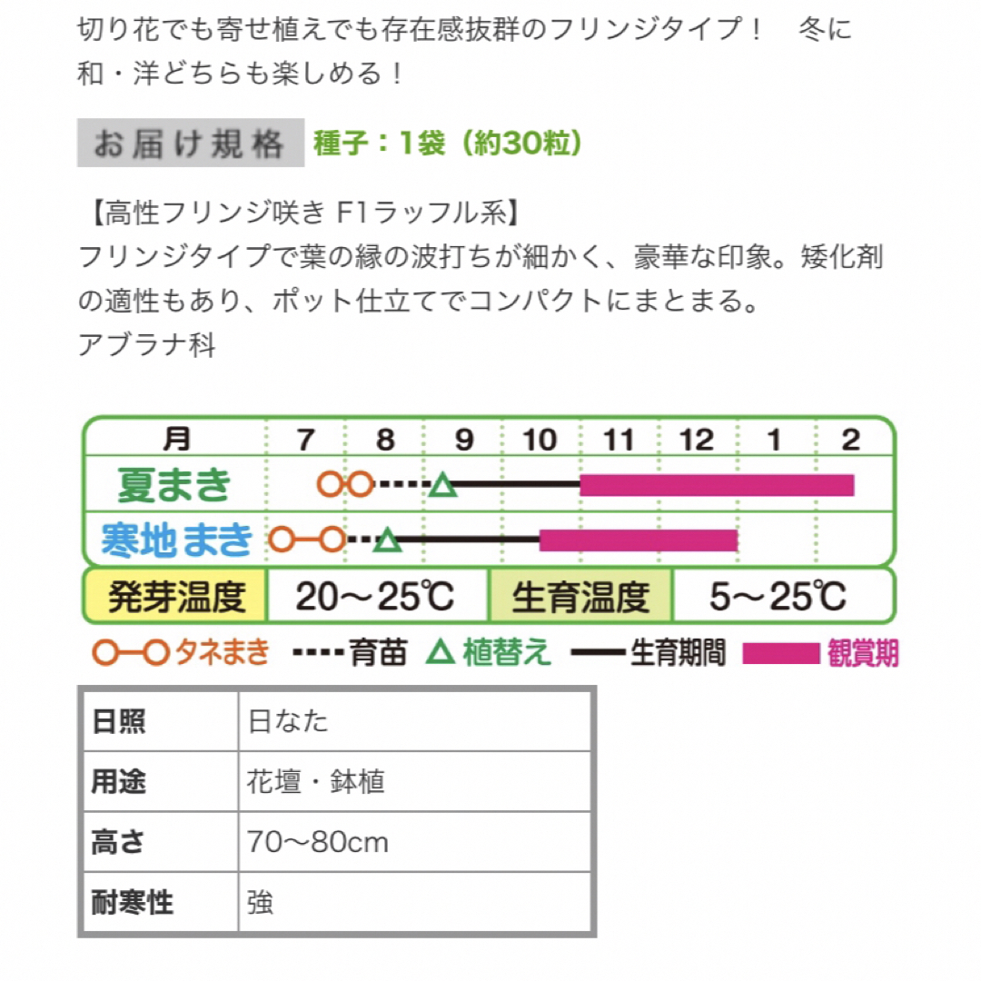 葉牡丹　種　600粒以上 ハンドメイドのフラワー/ガーデン(その他)の商品写真