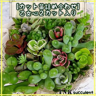 《乙女心２カット入り》【セダム中心カット苗詰め合わせ】多肉植物　８cm容器(その他)