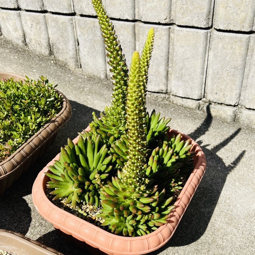 ????????爪蓮華????????多肉植物♪抜き苗♪