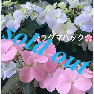 🌸sold out🌸《アジサイ苗　フレンチボレロ》【追加で挿し穂¥100】(その他)