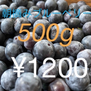 朝摂り 完全無農薬　新鮮ブルーベリー500g(フルーツ)