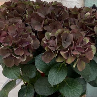 花びらの通販 82点(インテリア/住まい/日用品) | お得な新品・中古