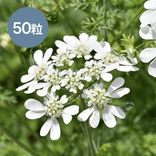 オルレア グランディフローラ 種50粒 白い花(その他)